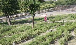 Toprakla buluşan kadınların hasat sevincine, Başkan Tugay da ortak oldu
