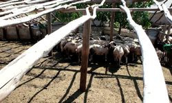 Tunceli'nin en büyük küçükbaş hayvan üreticilerinden Meral Kanar, yayla sorunlarına isyan etti: 'Bir ay içinde 30-40 malım telef oldu'