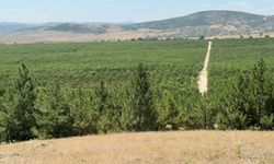 Yozgat'ta kurulu meyve bahçesi göçü tersine çevirdi
