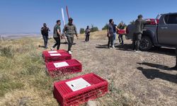 Yozgat'ta yetiştirilen keklikler doğaya salındı