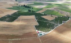 Yozgat'tan Avrupa'ya kiraz ihracatı