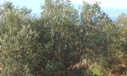 Zeytin üreticisi hasat öncesi destek istiyor: 'Yüksek maliyet üreticiyi zorluyor'