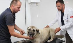 Giresun'da otomobiliyle köpeği ezen sürücü serbest bırakıldı