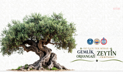 'İki İlçe, Tek Miras'... Gemlik-Orhangazi Zeytin Festivali için geri sayım başladı