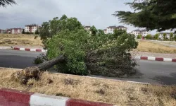 Erciş’te fırtına hayatı felç etti