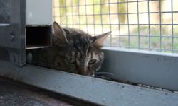 İzmir'de Engelli Kedi Evi açıldı