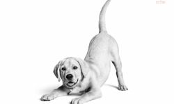 Royal Canin Türkiye'de 10. yılını kutluyor... Marka, 6,4 milyon kedi ve köpeğe ulaştı