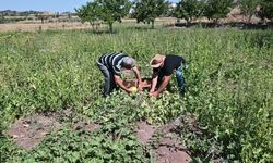 Yozgat'ta coğrafi işaretli Bağrıbütün kavunu tezgahlardaki yerini aldı