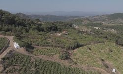 14. Kavacık Üzüm Festivali 19-20 Eylül'de düzenlenecek
