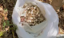 20 kilo sarımsağın bedeli 2 milyon lirayı aştı