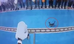 Camide kediye tekme atan kişi gözaltına alındı