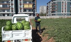 Adıyaman Belediyesi'nin karpuz hasadında ilk ürünler tezgaha çıktı