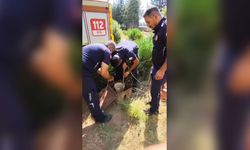 Adıyaman İtfaiyesi, kuyuda mahsur kalan yavru kedi için seferber oldu