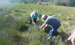 Artvin Ardanuç'ta kadın emeğiyle lavanta hasadı: Atıl araziler üretime kazandırılıyor