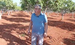 Aydın'da yol yapım çalışmaları sırasında oluşan toz incirleri dalından döktü
