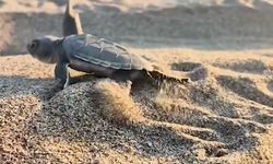 Bakan Yumaklı, Akyatan'da deniz kaplumbağasının denize ulaşma görüntülerini paylaştı