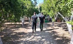 Bodrum Belediyesi'nden coğrafi işaretli mandalin hasadı için üreticilere destek