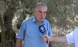 Gemlik'te 'Zeytin Rotası Keşif Yürüyüşü' düzenlendi
