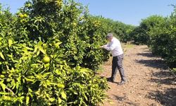 Hataylı narenciye üreticisi: 'Markette erkenci mandalinanın 43-45 liraya satılması normal'