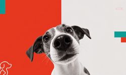 Hipaw, patili dost ailelerinin ihtiyaçlarını dijitalde bir araya getiriyor