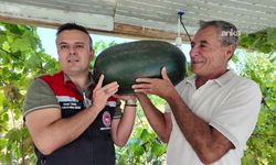 Iğdır'da 40 kilograma yaklaşan karpuz yetiştirildi