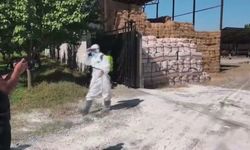 Iğdır'da şap hastalığına karşı aşılama çalışmaları sürüyor