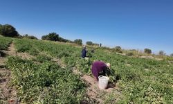Iğdır'da 'süper domates' hasadı başladı
