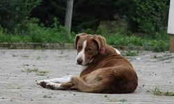 81 ilde sokak köpekleri için denetim başlıyor