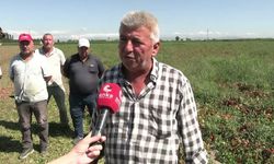 Karacabey Ovası'nda üreticinin isyanı: Canımız çıktı! Herkes kan ağlıyor, ciğerimiz yanıyor