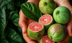 LifeCell Farma, geliştirdiği guava bazlı formülle alana yeni bir yaklaşım getirmeyi hedefliyor