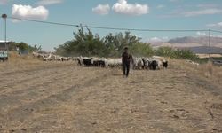 Malatya'da küçükbaş yetiştiricisinin gündemi: Mera ve çoban sorunu