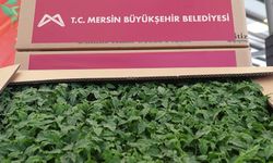 Mersin Büyükşehir Belediyesi'nden Erdemlili üreticilere domates fidesi desteği