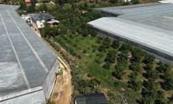 Mersin'de avokado üreticisine yüzde 50 hibeli fidan desteği