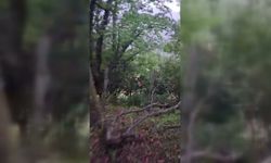 Sinop'ta tellere takılan sincap kurtarıldı