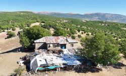 Tunceli'de ahıra giren ayı, 11 küçükbaş hayvanı ve 2 yavru köpeği öldürdü