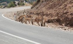 Tunceli'de dağ keçisi avı süresiz yasaklandı