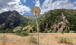 Tunceli'de koruma altındaki dağ sarımsağını söken 3 kişiye 2 milyon 97 bin lira ceza