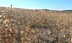 Yozgat'ta dolu yağışından zarar gören çiftçiler destek bekliyor