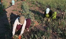 Yozgat'ta soğanda görülen' pembe kök' hastalığı mikrobiyal uygulamayla önlendi