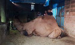 Deve saldırısı sonrası yaşam savaşı veriyor
