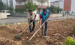 Adıyaman Belediyesi Sebze Üretim Merkezi'nde sonbahar ekimi başladı