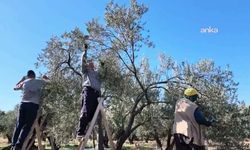 Aydın'da zeytin üreticisinin isyanı: 'Çiftçi olarak bittik'
