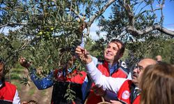 Balıkesir Büyükşehir Belediye Başkanı Akın, Altınova'da zeytin hasadına katıldı