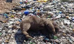 Bingöl Kiğı'da 3 bozayının öldürülmesiyle ilgili soruşturma başlatıldı