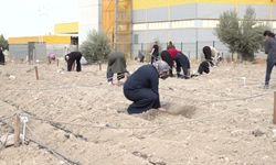 Bornova'da kent bostanlarında yeni sezon başladı