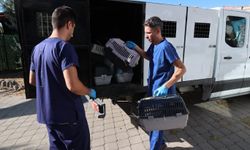 Buca Belediyesi'nden iddialara yanıt, hayvanseverlerden destek