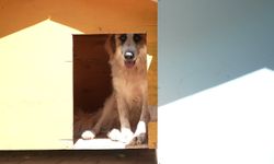 Buca Belediyesi'nden sokak hayvanlarına kapsamlı destek