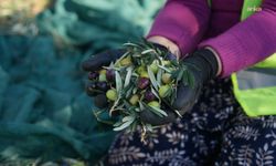 Burhaniye Belediyesi'nin 3 bin zeytin ağacında hasat sezonu başladı
