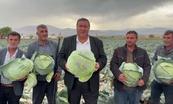 CHP'li Gürer, lahana üreticisinin sorunlarını dinledi: 'Geçen yıl 70 liraya kadar satılan lahana bu yıl 30-35 liraya alıcı bulmakta zorlanıyor'