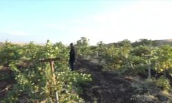 Diyarbakır'da bağ bozumu mesaisi başladı